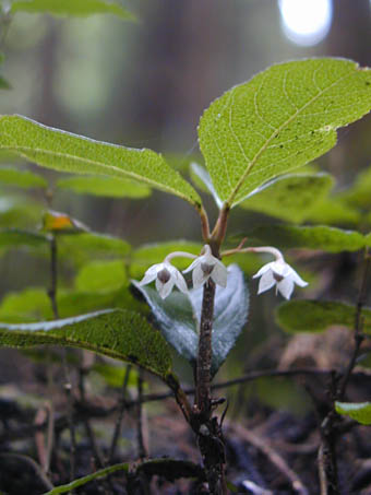 ヤブコウジ Ardisia Japonica サクラソウ科 Primulaceae ヤブコウジ属 三河の植物観察