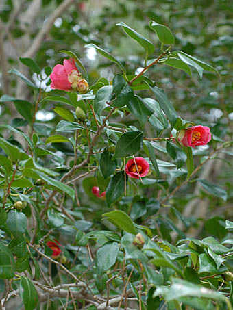 ヤブツバキ Camellia Japonica ツバキ科 Theaceae ツバキ属 三河の植物観察