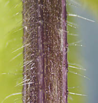ヤブチョロギの茎