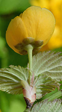 ヤエヤマブキの花後の萼