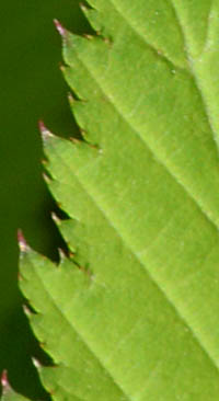 ヤエヤマブキの葉の鋸歯