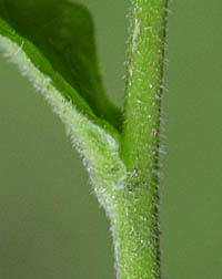 ヤマホタルブクロの茎葉の基部