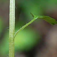 ヤマネコノメソウ茎