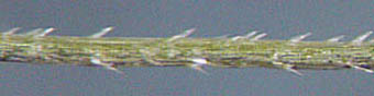 ヤマヌカボの花序枝の刺