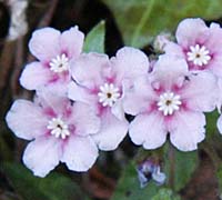 ヤマルリソウの開花初期のピンク花