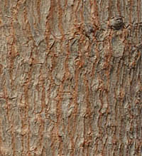 ヤマウルシの幹の樹皮