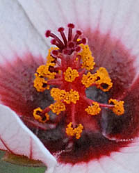 ヤノネボンテンカの花