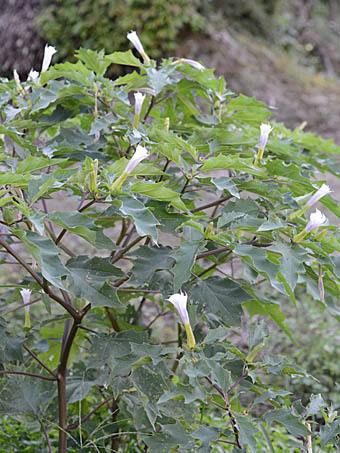 ヨウシュチョウセンアサガオ Datura Stramonium Form Tatura ナス科 Solanaceae チョウセンアサガオ属 三河の植物観察