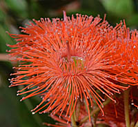 ユーカリ・フラワーガム（オレンジ）の花