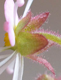 ユキノシタの萼と花柄