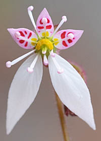 ユキノシタの花