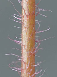 ユキノシタの茎