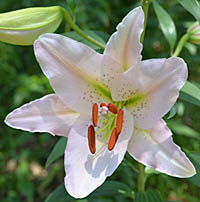 ユリ(オリエンタル・ハイブリッド)ル・レーブの花