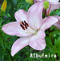Albufeiraの花