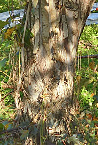 ズミの老木の幹