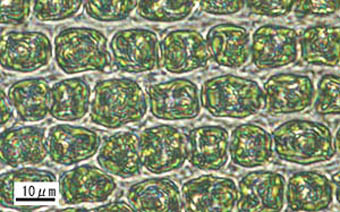 ヒジキゴケ葉身細胞