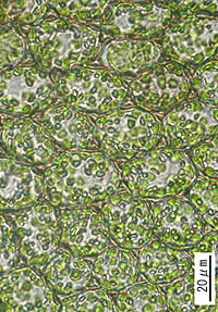 ヒメミノリゴケの葉身細胞
