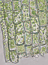 ヒロハツヤゴケの葉基部の細胞