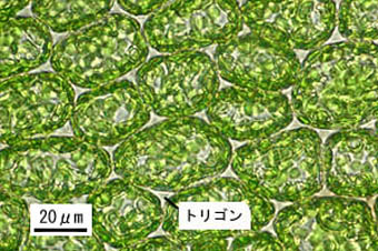 ムチゴケの葉身細胞