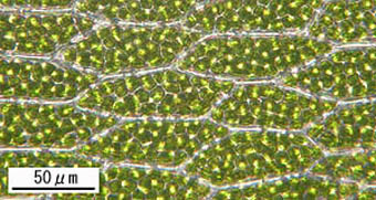 オオカサゴケ葉身細胞