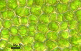 トサカホウオウゴケ葉身細胞