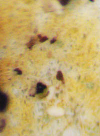 コフキゲジゲジゴケ腹面の黄色の部分