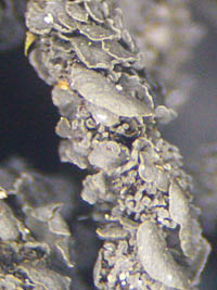 チヂレアオキノリ小葉状の裂芽