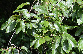 アベマキ枝の葉