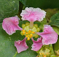 アセロラ花