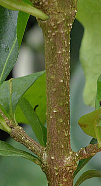 アセロラ茎