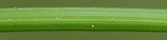 アフリカチゴアヤメ葉(狭い側)