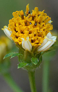 アイノコセンダングサの花