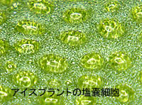 アイスプラントの塩嚢細胞