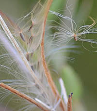 アカバナ種髪のついた種子