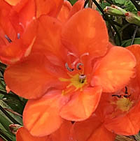 アカバナヒメアヤメの花