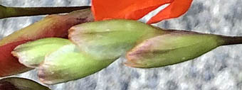 アカバナヒメアヤメ苞