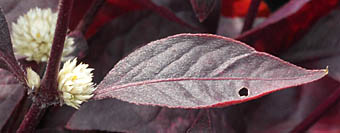 アカバセンニチコウ葉