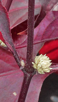 アカバセンニチコウ茎