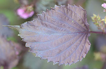 アカジソの葉