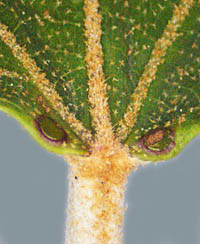 アカメガシワの葉身基部の蜜腺