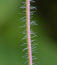 アケボノフウロの茎