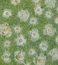 アキグミ葉表の鱗状毛