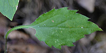 アキハギク基部の葉柄の長い葉