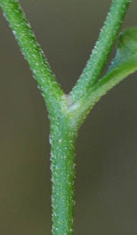 アキハギクの茎