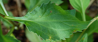 アキノキリンソウの鋸歯の大きな葉