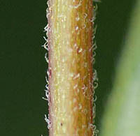 アキノキリンソウの茎