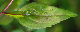 アキノキリンソウの葉表