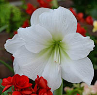 アマリリスの白花