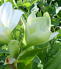 アマリリスの白花横
