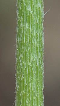 アメリカセンニチコウ茎